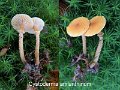 Cystoderma amianthinum-amf743-1